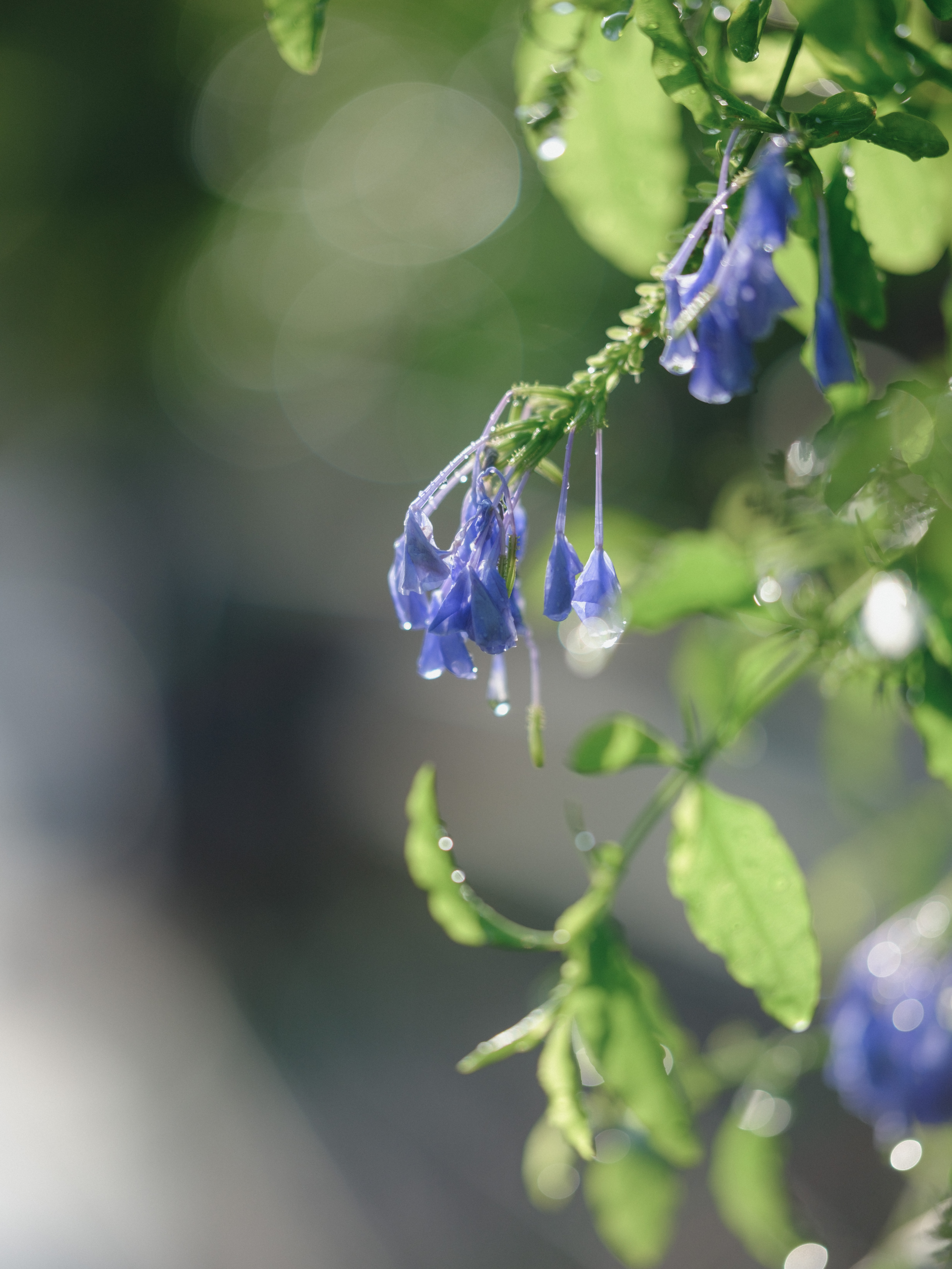 Blue-violet flowers and green leaves in wet morning light, used to compare neighboring blues without describing the plant as indigo dye